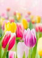 lente kaart tulpen voorjaar
